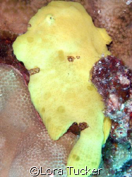 Frogfish by Lora Tucker 